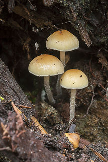 Likely Galerina sp.  Geotagged,Summer,United States