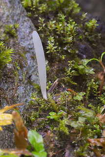 Pointed club  Clavaria Acuta,Geotagged,Pointed Club,Summer,United States