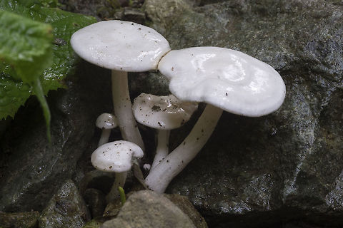 Clitocybe sp. could be one of several..  Geotagged,Summer,United States