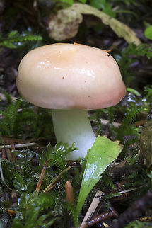 Slimy spike cap These are rather variable in color... but I think that this species that can be this apricot color. I wonder if the color is weather dependent? All of the examples I saw were this same rather light, faintly orangish tone. Geotagged,Gomphidius glutinosus,Slimy spike-cap,Summer,United States