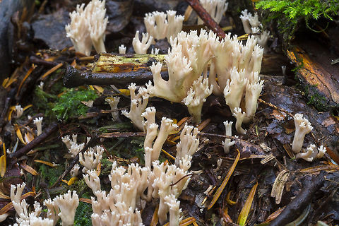 Pale pinkish coral Growing on wood (on roots) - distinct, if pale pink color. Clavulina cristata,Geotagged,Summer,United States,White coral fungus
