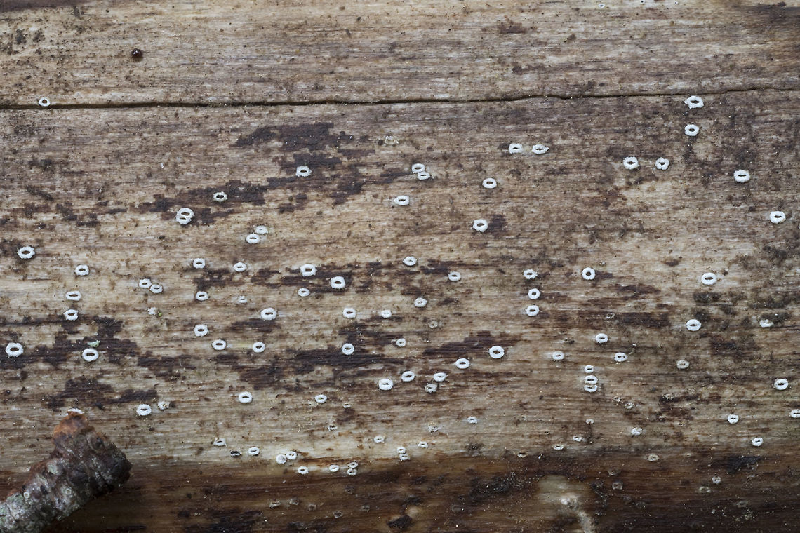 Lachnella alboviolascens tiny little "donuts" the interior is a dark color, but it's hard to notice as it matches the wood behind fairly well.  Geotagged,Lachnella alboviolascens,Summer,United States