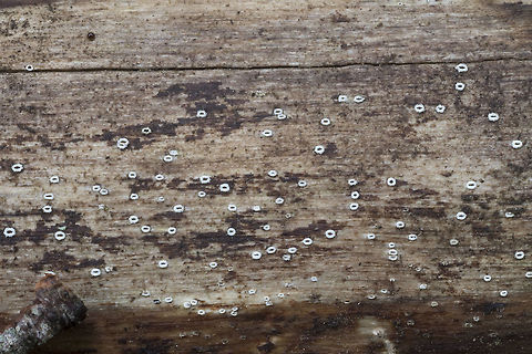 Lachnella alboviolascens