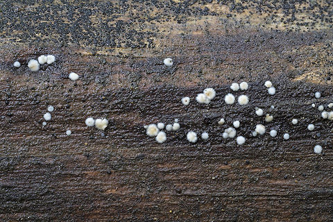 tiny white jelly spot White with translucent edges - some with a little brown/orange centrally. Not seeing anything similar. Perhaps they will change color as they grow? Geotagged,Summer,United States