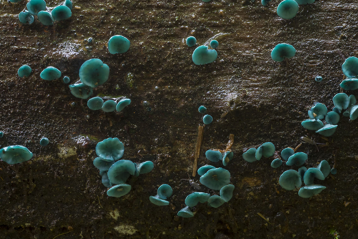Turquoise elf cup such fun to find - not overall rare, but rarely seen fruiting. There was a whole log absolutely covered in these. It was raining and starting to get harder or I&#039;d have spent far more time on this log..  Chlorociboria aeruginosa,Geotagged,Summer,Turquoise Elfcup,United States