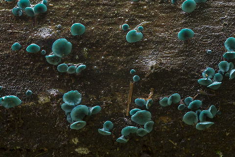Turquoise elf cup such fun to find - not overall rare, but rarely seen fruiting. There was a whole log absolutely covered in these. It was raining and starting to get harder or I'd have spent far more time on this log..  Chlorociboria aeruginosa,Geotagged,Summer,Turquoise Elfcup,United States