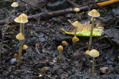 likely Galerina sp. there must be 100 or more to pick from that look nearly identical... but they were too pretty to pass up ;) Geotagged,Summer,United States
