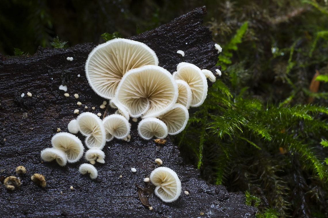 Crepidotus versutus differentiated by growth on bark Crepidotus versutus,Geotagged,Summer,United States