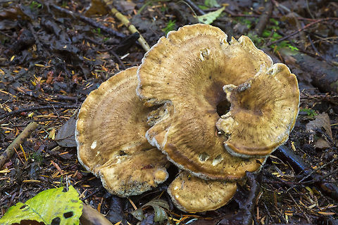 bondarzewia mezenterica a bit of an old and tatty specimen Bondarzewia mesenterica,Geotagged,Summer,United States,bondarzewia mezenterica
