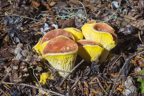 Wooly chanterelle ☠  Geotagged,Summer,Turbinellus floccosus,United States,Woolly chanterelle