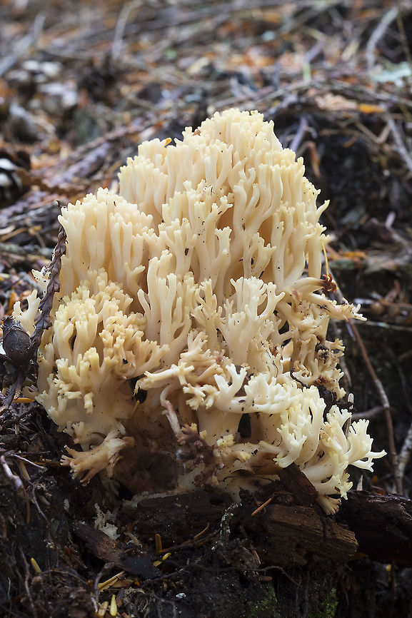 Strict-branch coral, Washington, USA  Geotagged,Ramaria stricta,Strict-branch coral,Summer,United States