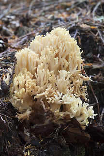 Strict-branch coral, Washington, USA  Geotagged,Ramaria stricta,Strict-branch coral,Summer,United States