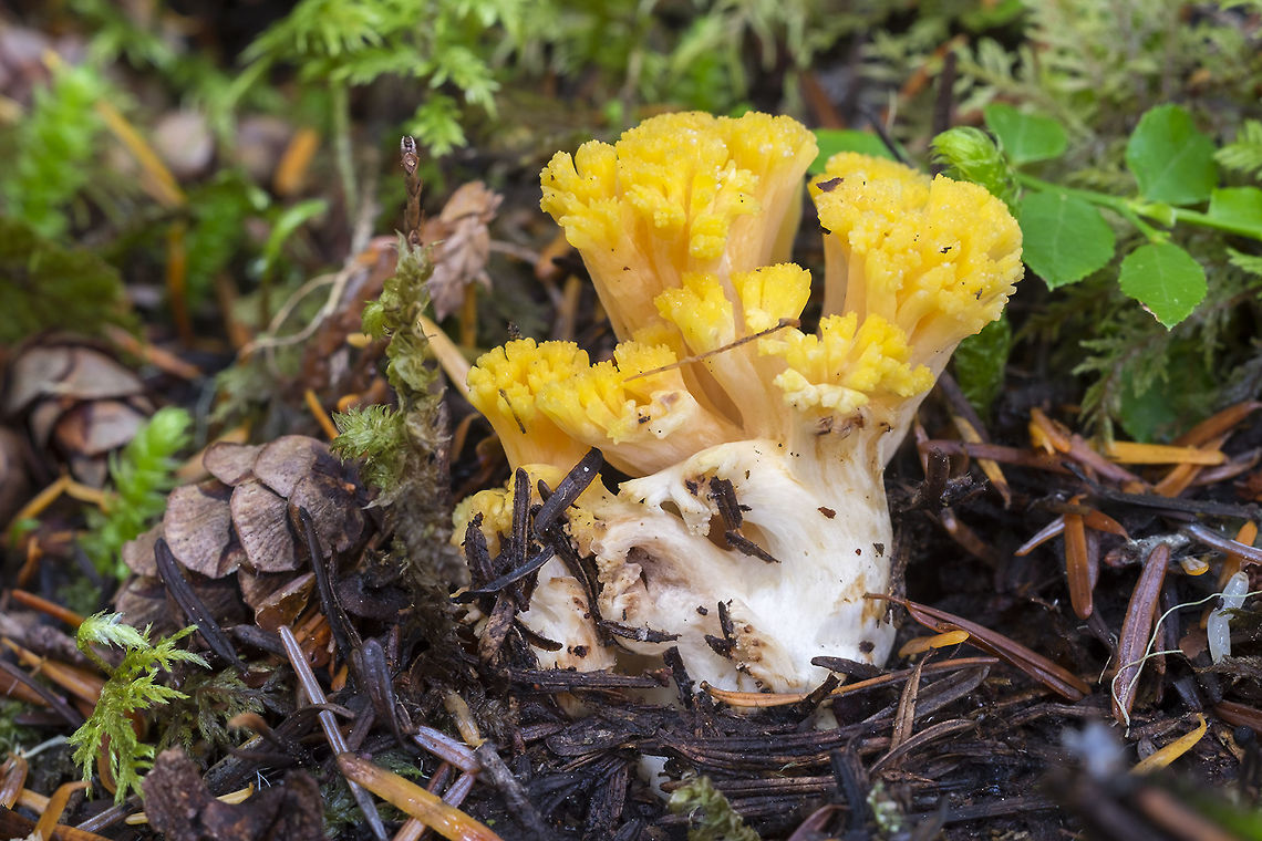 coral with bright yellow tips/white stem many possibles... <br />
no staining visible <br />
growing on the ground Geotagged,Summer,United States