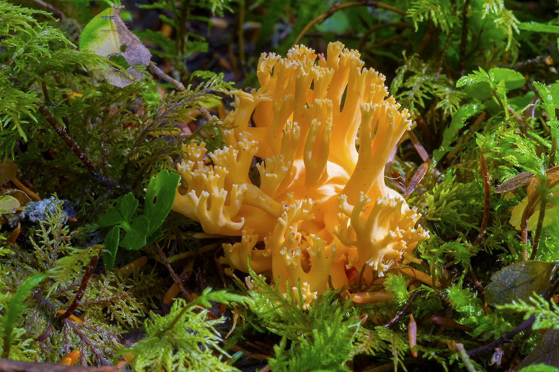 Completely orange coral several species possible (would need spores to differentiate)<br />
Ramaria aurantiisiccescens<br />
R. sandaracina<br />
R. gelatiniaurantia<br />
R. longispora Geotagged,Summer,United States