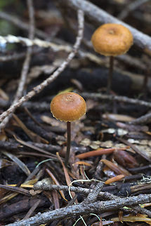 Xeromphalina sp. likely one of these three
X. cirrus
X. cauticinalis
X. parvibulbosa Geotagged,Summer,United States
