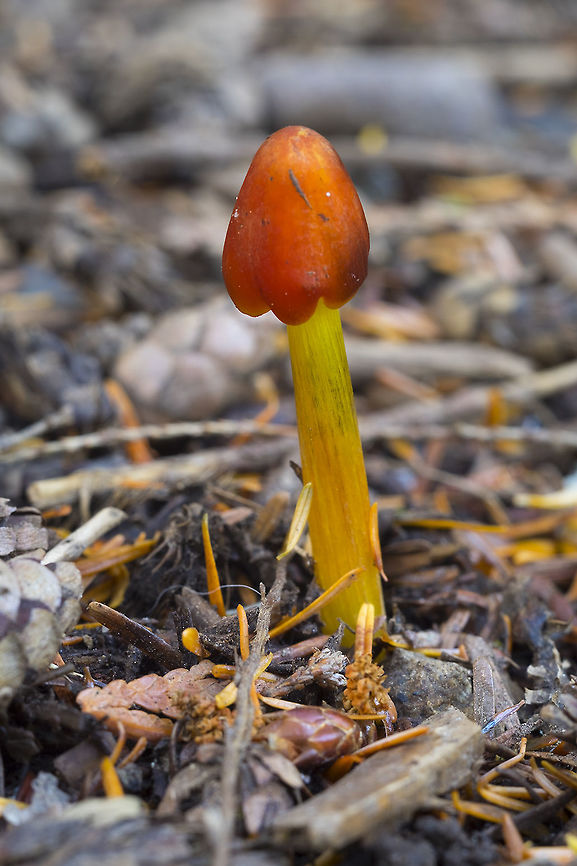 Witch's cap  Geotagged,Hygrocybe conica,Summer,United States