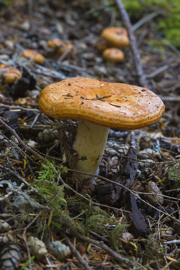 Lactarius olympianus  Geotagged,Lactarius olympianus,Summer,United States