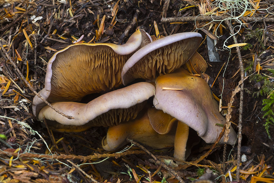 Gymnopilus spectabilis group? the broad caps and feathery gills look like Gymnopilus, but I'm not finding any examples that fade to the distinctly lilac color of these. There were several groups crowded into small holes, growing from buried roots. Geotagged,Summer,United States