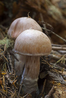 probable cortinarius sp.  Geotagged,Summer,United States