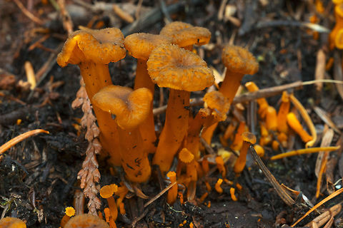Hygrocybe sp.? confused about this one... has dark tipped scales like H. turunda, but wrong habitat.., coloring and habitat like H. cantharellus, but gills not decurrent..  Saw a few colonies all on well rotted wood.  Geotagged,Hygrocybe cantharellus,Summer,United States
