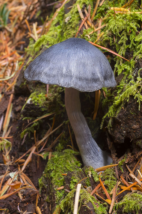 possible Leptonia cyanea wow... going round in circles with this one. I *think* it is most likely Leptonia cyanea, but the genus is in question and the information scarce.. <br />
photo from a local guide - <a href="http://www.svims.ca/council/illust/Leptonia" rel="nofollow">http://www.svims.ca/council/illust/Leptonia</a> cyanea var occidentalis 1 Andrew Parker.htm Geotagged,Summer,United States
