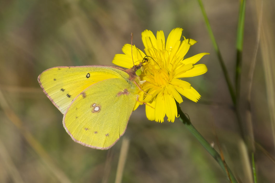 Clouded Sulphur  Clouded Sulphur,Colias philodice,Fall,Geotagged,United States