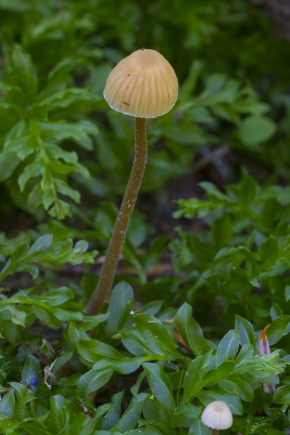 Likely Galerina sp.  Fall,Geotagged,United States