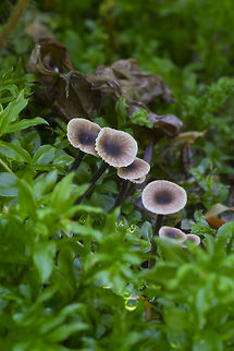 Rickenella swartzii  Fall,Geotagged,Rickenella swartzii,United States