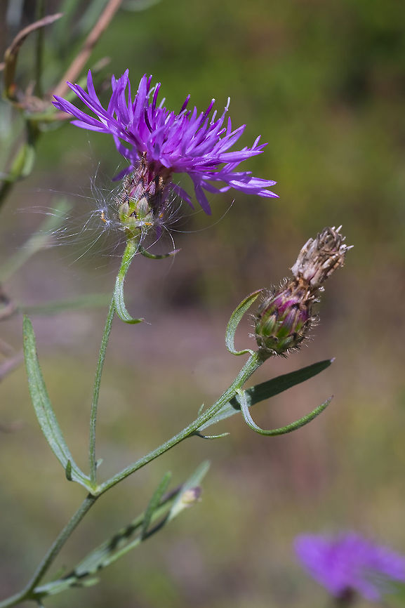 Centaurea stoebe  Centaurea stoebe,Fall,Geotagged,United States