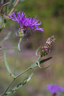 Centaurea stoebe  Centaurea stoebe,Fall,Geotagged,United States