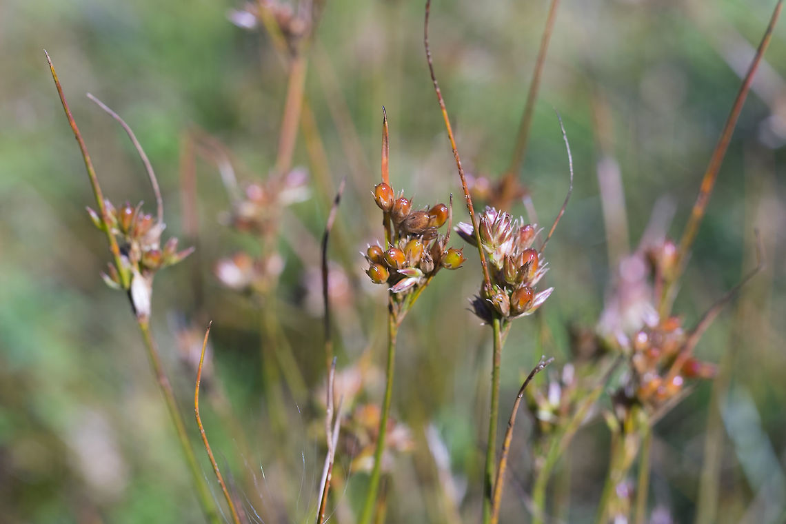 Juncus sp.  Fall,Geotagged,United States