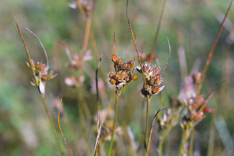 Juncus sp.  Fall,Geotagged,United States