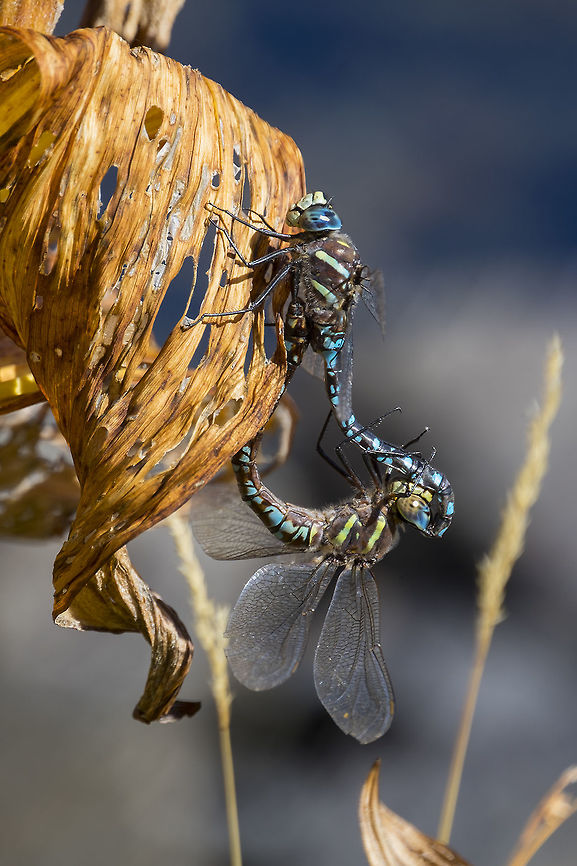 Paddle-tailed darner  Aeshna palmata,Fall,Geotagged,Paddle-tailed darner,United States