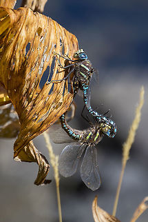 Paddle-tailed darner  Aeshna palmata,Fall,Geotagged,Paddle-tailed darner,United States