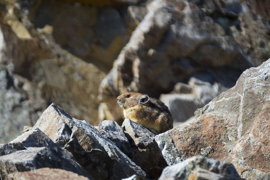 American pika  American pika,Fall,Geotagged,Ochotona princeps,United States