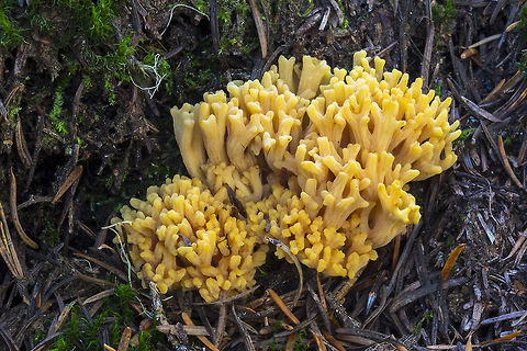 Orange coral  Fall,Geotagged,United States