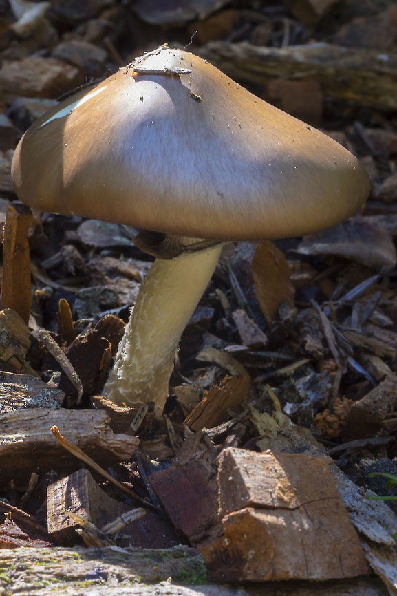 brown mushroom, prominent ring on stem  Fall,Geotagged,Stropharia hornemannii,United States,stropharia hornemannii