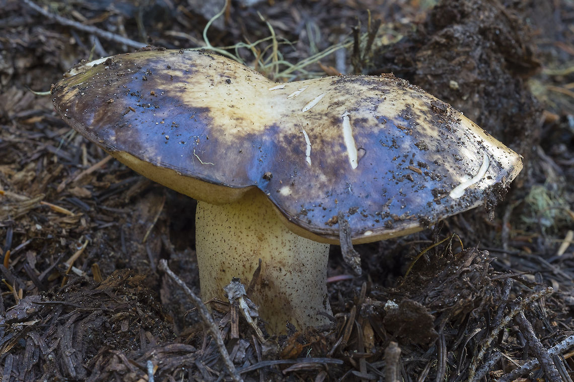 Sulius sp. oily looking stains on cap Fall,Geotagged,United States