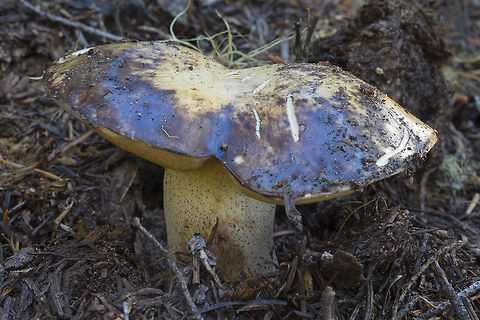 Sulius sp. oily looking stains on cap Fall,Geotagged,United States