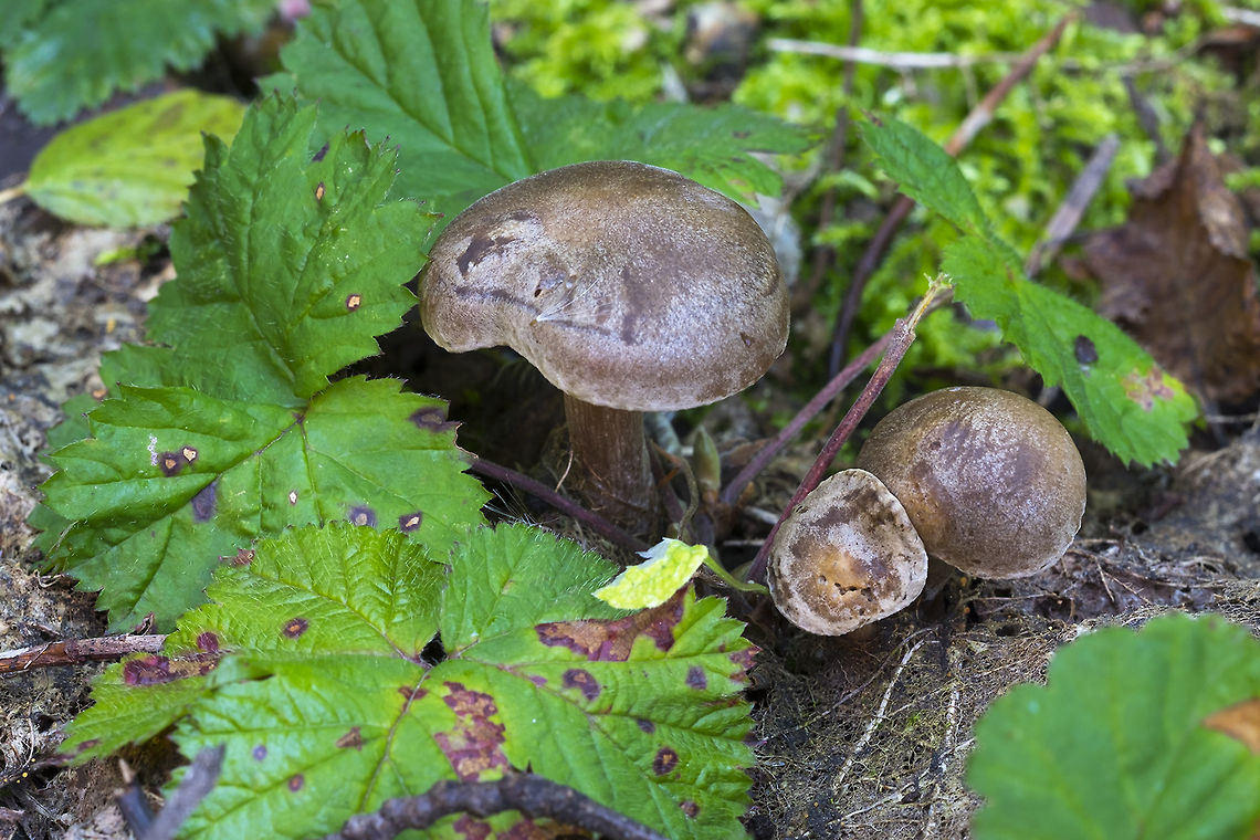 Small brown mushrooms  Fall,Geotagged,United States