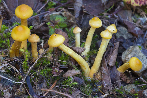 Young, bright yellow mushrooms  Fall,Geotagged,United States