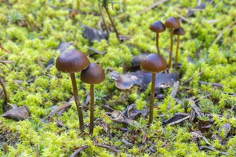 Mountain moss Psilocybe Despite it's common name, this one has been moved from genus Psilocybe to the new Deconica in 2009. It does not stain blue, nor does it contain any psychoactive compounds. Deconica montana,Fall,Geotagged,United States