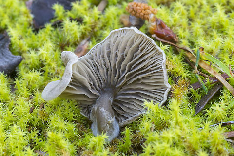 Small gray mushroom in moss - underside  Fall,Geotagged,United States,burn site Mycena,myxomphalia maura