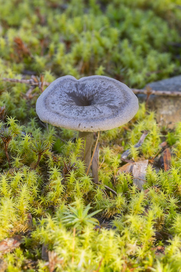 Small gray moss dwelling mushroom Ha - sometimes the ones I think should be easy to ID... odd color, moss habitat, zonate...  Fall,Geotagged,United States,burn site Mycena,myxomphalia maura