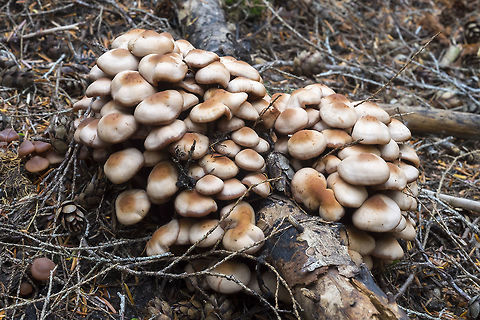 Hygrophanous (color changes with drying) brown mushroom clump  Fall,Geotagged,United States