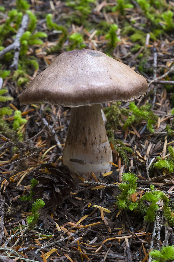 Brown mushroom with a stem that widens at the bottom  Fall,Geotagged,United States
