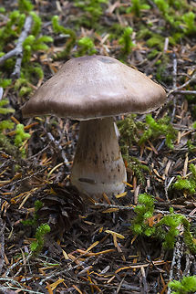 Brown mushroom with a stem that widens at the bottom  Fall,Geotagged,United States