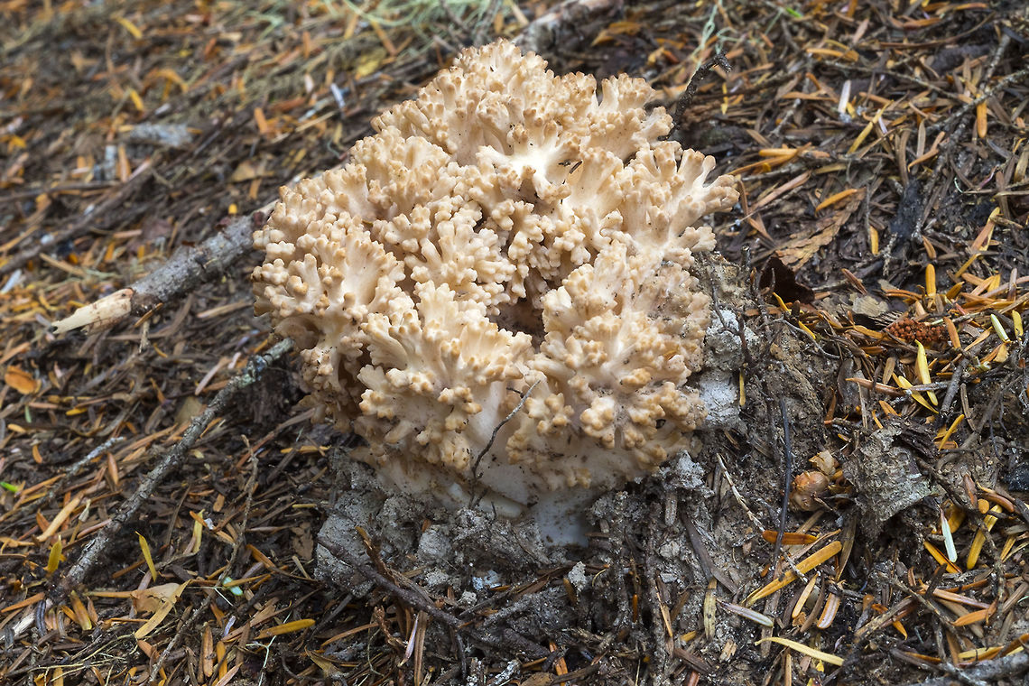 Fading pink coral  Fall,Geotagged,Ramaria rubrievanescens,United States