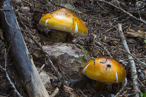 The booted knight  Booted Knight,Cortinarius ponderosus,Fall,Geotagged,Tricholoma focale,United States