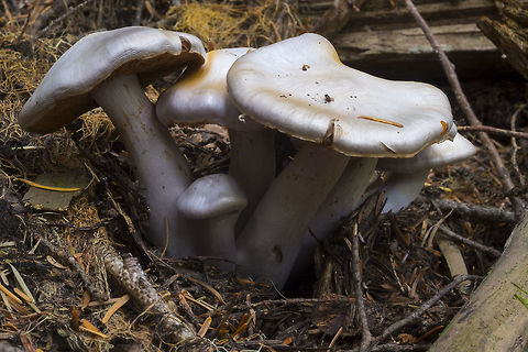 Cortinarius alboviolaceus  Cortinarius alboviolaceus,Cortinarius anomalus,Fall,Geotagged,United States,cortinarius alboviolaceus
